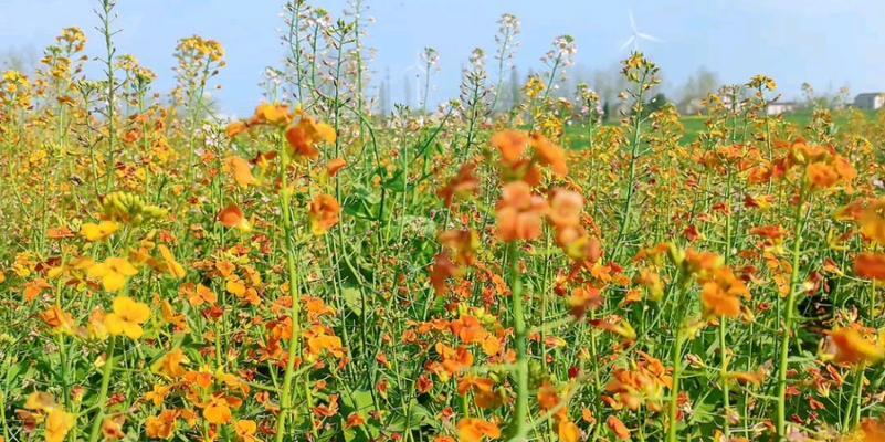 油菜花花语及其含义（探究油菜花的象征意义和文化内涵）