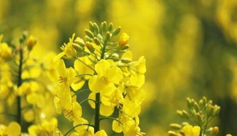 油菜花花语及其含义（探究油菜花的象征意义和文化内涵）