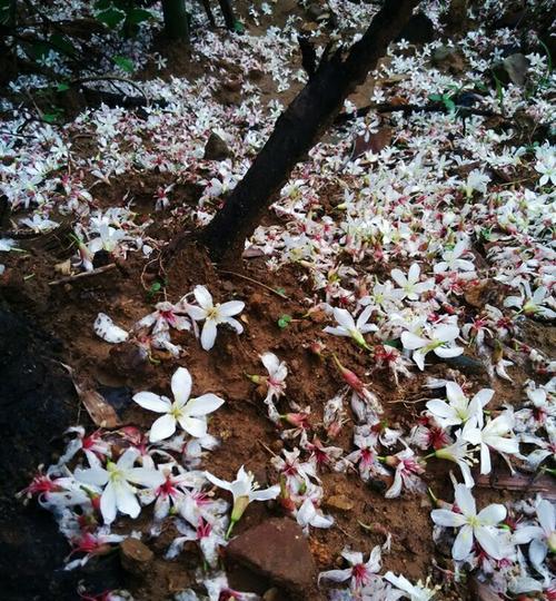 以油桐花的花语（探索油桐花的花语之美）