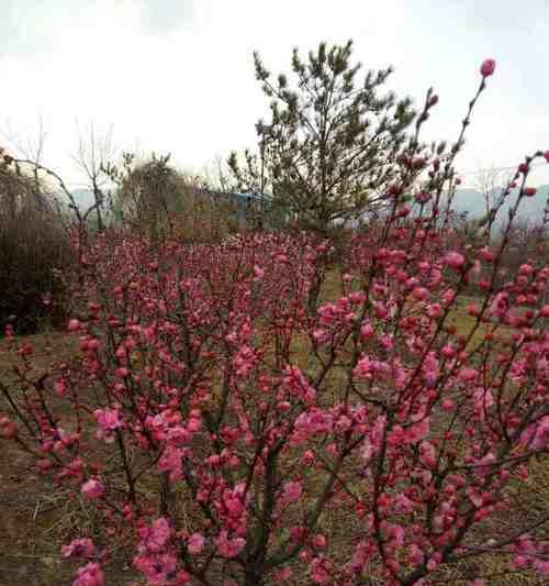 榆叶梅的花语与美丽内涵（探寻榆叶梅的花语）