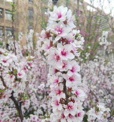 榆叶梅的花语与美丽内涵（探寻榆叶梅的花语）