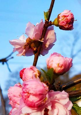 榆叶梅的花语与美丽内涵（探寻榆叶梅的花语）