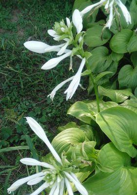 玉簪花（古代传世之美）