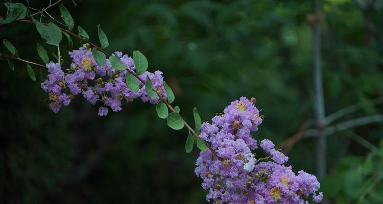 紫薇花的寓意和作用（一朵含蓄而神秘的花朵）