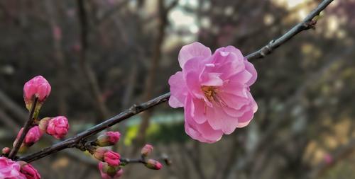 桃花之美与寓意（桃花盛开的象征与文化内涵）