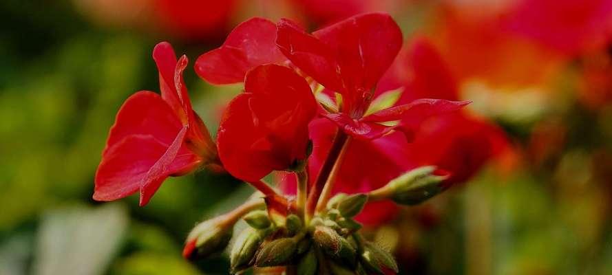 天竺葵的花语和传说——花中的幸福与坚强（传承百年的花语）