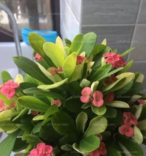 虎刺梅如何选土才最好（教你如何选择适合虎刺梅生长的土壤）