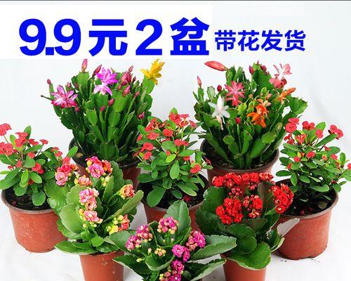 虎刺梅栽适合大盆还是小盆（盆栽虎刺梅的大小选择及注意事项）