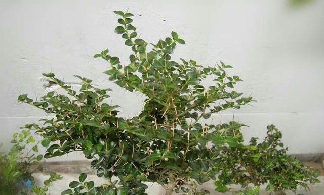 虎刺盆景的养殖方法和注意事项（打造美丽盆景）