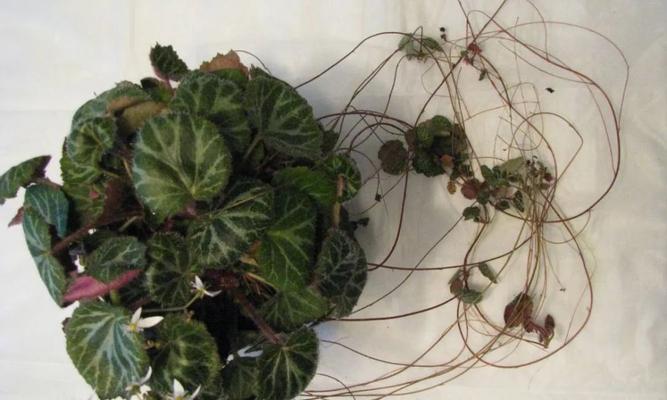 虎耳草的种植和养护（简单易学的虎耳草养护方法）