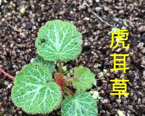 虎耳草在卧室放置的可行性研究（了解虎耳草是否有毒）