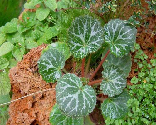 虎耳草养殖方法详解（从选种到繁殖）