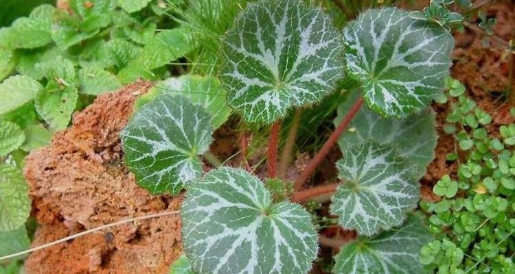 虎耳草生长环境的研究（从光照）