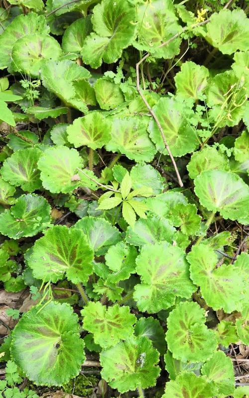 虎耳草生长环境的研究（从光照）