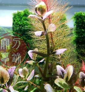 虎耳水草的养殖方法与注意事项（简单易上手的养殖秘诀）