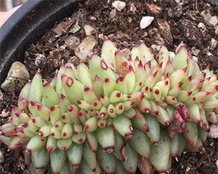 虎鲸多肉——简单易养的肉质植物（养殖方法与养护要点）