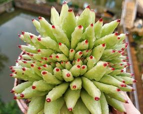 虎鲸多肉——简单易养的肉质植物（养殖方法与养护要点）