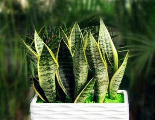 虎皮吊兰喜欢阳光还是阴凉（植物养护指南）