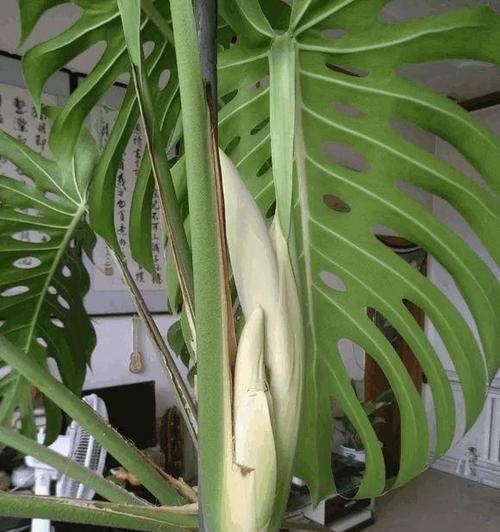 虎皮兰开花时间及护理技巧（培育虎皮兰）