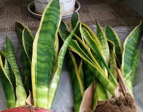 虎皮兰肥料施用全攻略（科学施肥让虎皮兰茁壮成长）