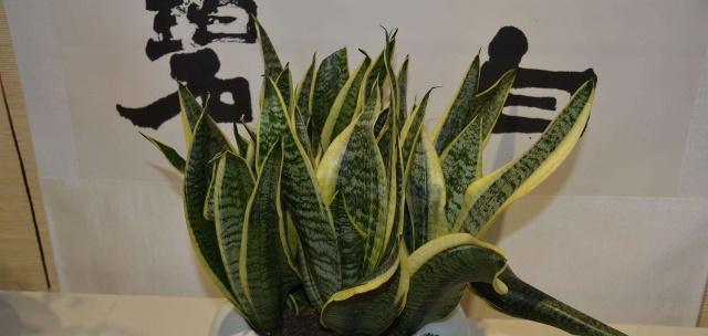 虎皮兰肥料施用全攻略（科学施肥让虎皮兰茁壮成长）