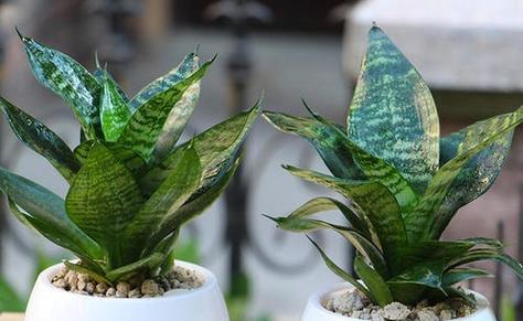 虎皮兰放客厅风水好吗（探究虎皮兰在客厅中的摆放方式和风水意义）