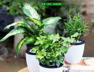 虎皮兰与文竹比较，哪个更适合初学者养植（比较室内植物的生态属性和养殖难度）