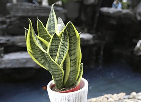 虎皮兰怎么浇水（正确的浇水方法和注意事项）