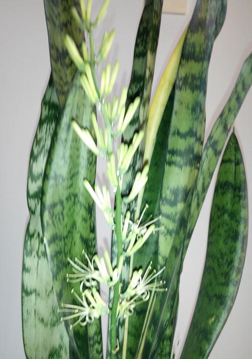 虎皮兰的花期及开花情况详解（探究虎皮兰的生长习性）