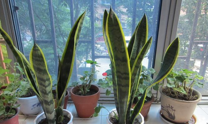 虎皮兰能否淋雨（探究虎皮兰的适应性）