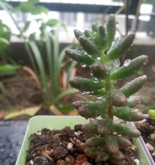 虎皮兰能否淋雨（探究虎皮兰的适应性）