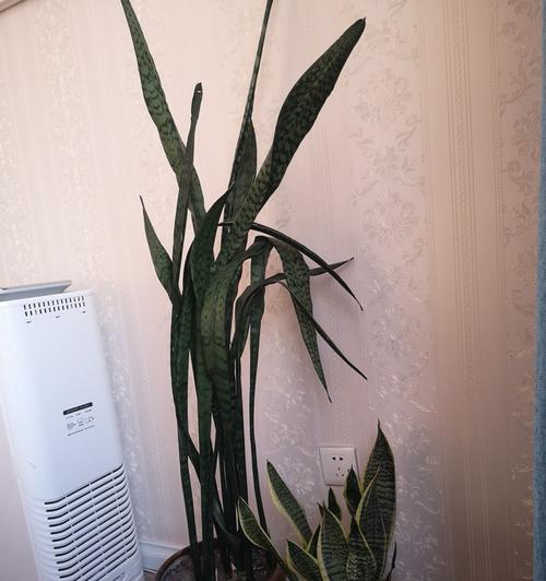 虎皮兰能否晒太阳？——探究虎皮兰的养护