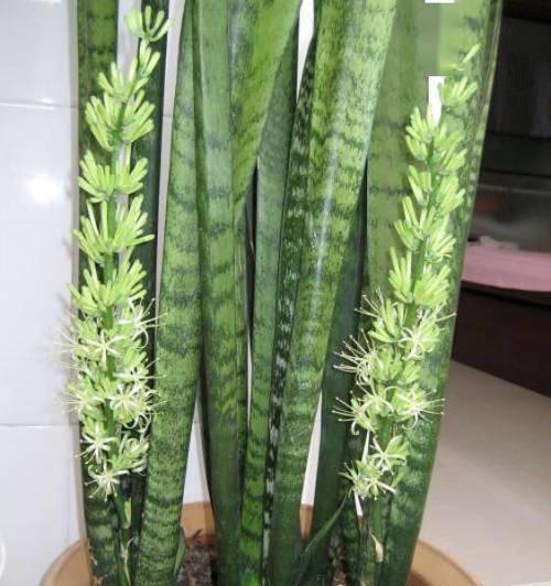 虎皮兰喜欢温暖的气候吗（揭秘虎皮兰对温度的偏好及如何正确养护）