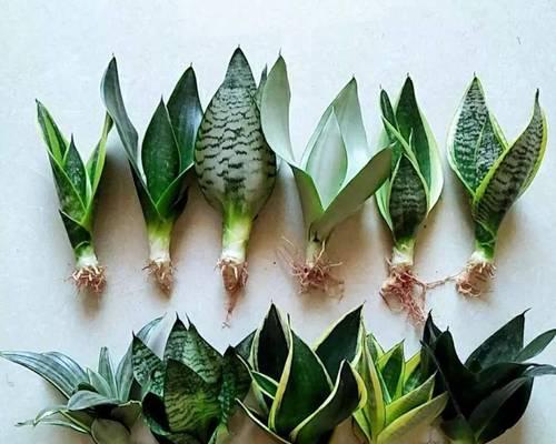 虎皮兰的种植技巧与配土方法