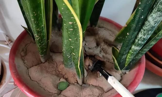 虎皮兰的种植技巧与配土方法