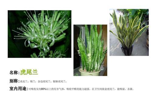虎皮兰的种植技巧与配土方法