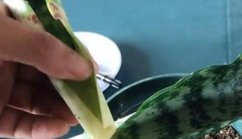 虎皮兰扦插成功技巧（如何让虎皮兰快速生根繁殖）