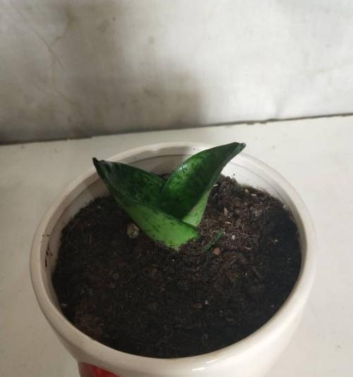 虎皮兰扦插成功技巧（如何让虎皮兰快速生根繁殖）