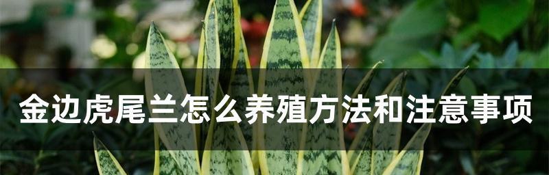 虎皮兰扦插的时间和方法（成功繁殖一个美丽的虎皮兰）