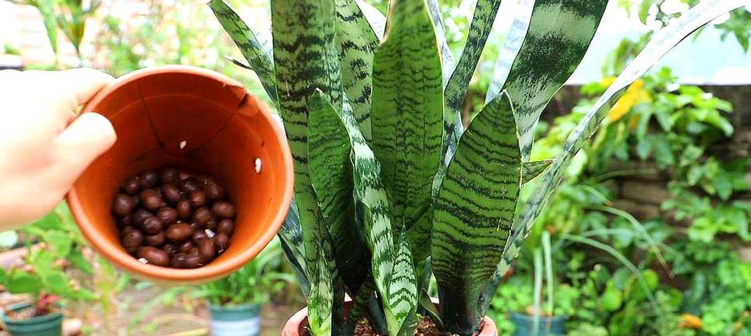 虎皮兰的肥料种类及施肥技巧（如何科学施肥）