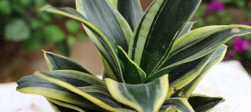 了解虎皮兰——多肉植物中的佼佼者（品种繁多）