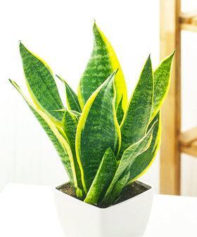 虎皮兰是什么植物（了解虎皮兰的外观）