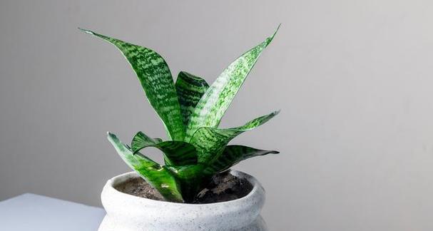 如何合理种植虎皮兰（虎皮兰一盆种几颗）