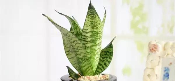 如何合理种植虎皮兰（虎皮兰一盆种几颗）