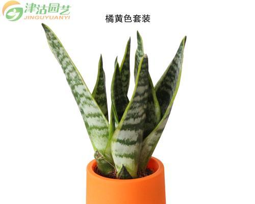 打造虎皮兰的美丽家园（选择合适花盆）