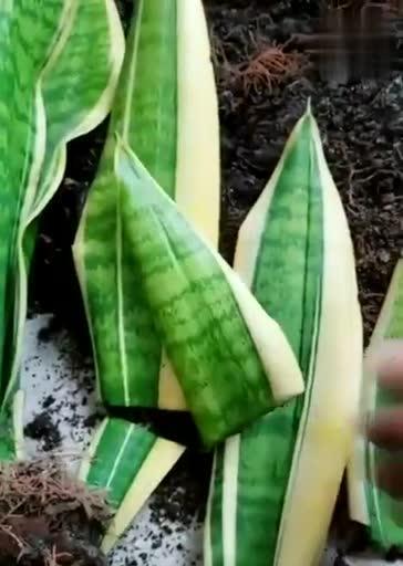虎皮兰的种子和种植方法（一步步教你如何栽种虎皮兰）