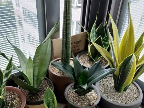 虎皮兰的家庭养法：如何让你的虎皮兰茁壮成长