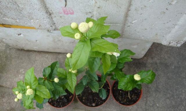 如何成功种植虎头茉莉种子（虎头茉莉种子育苗必备技巧）