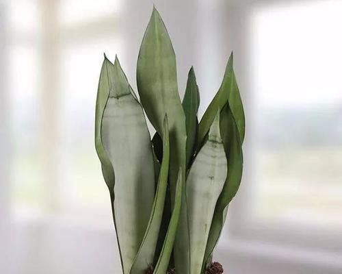 如何挑选最好的虎尾兰品种（了解虎尾兰不同品种的特点以及选购技巧）