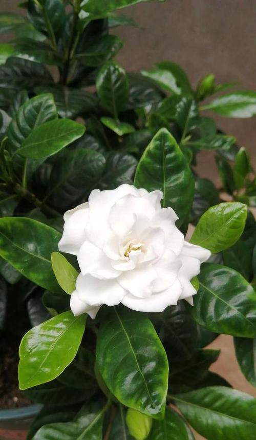 花瓣能否成为优质肥料（探索花瓣在肥料制造中的潜力）